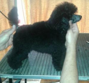 ESPECTACULAR "CANICHE TOY" C/FCA IDEAL REPRODUCTOR Y O
