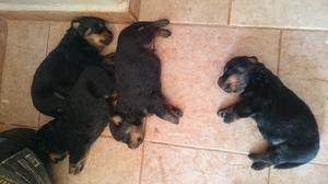 VENDO CACHORROS ROTTWEILER