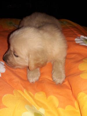 Vendo golden cachorros