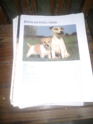 Enciclopedia de razas de perros