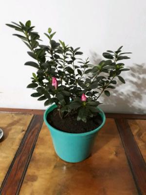 Plantas de Azaleas