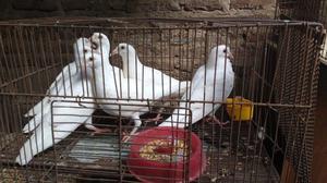 palomas mensajeras blancas