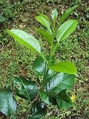 plantas lima limonchuelo con fruto