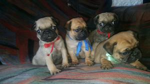 CACHORRITOS PUG 2.MACHITOS