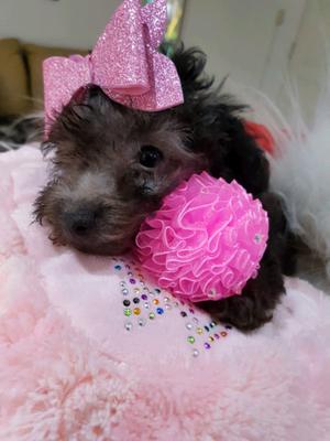 CANICHE MINI TOY