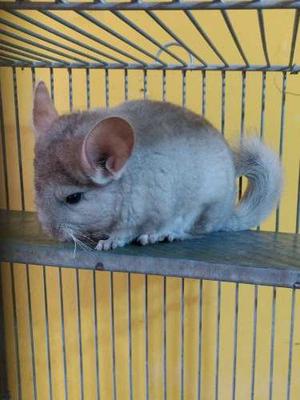 Chinchilla Bebe Hembra Beige Clarita