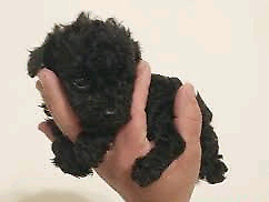 Ultima micro caniche toy negra.