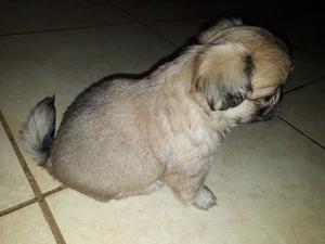 Vendo pekines mini