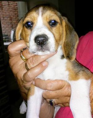 vendo cachorro beagle tricolor,de 70 dias