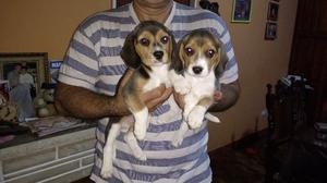 2 CACHORROS BEAGLE 40 DIAS