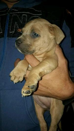 Cachorros American Bully