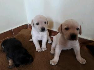 Cachorros Labradores Retriever!!!!!