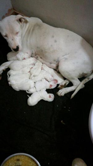 Cachorros dogo argentino