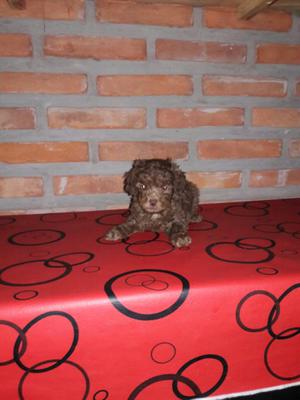 Caniche machito chocolate