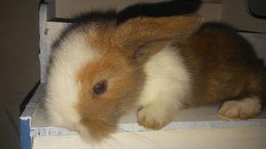 Conejitos holland lop