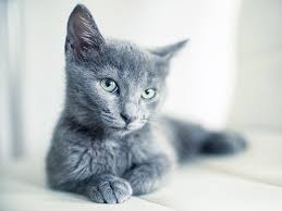 Gato Azul Ruso 45 Dias Excelentes