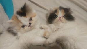 Gatos Persas Gatitos Extremos Cariñosos