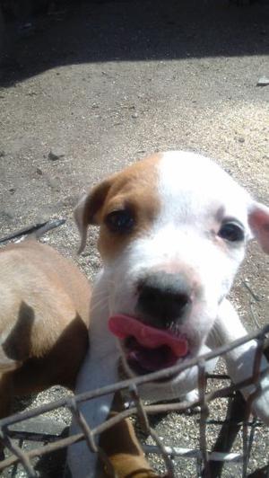 vendo cachorros pitbull