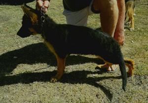 Cachorro de ovejero de 5 meses