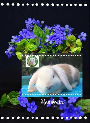 Hembrita Holland Lop Caramelo Quebrada Con Blanco Ojos