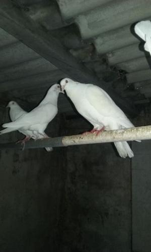 palomas blancas único color