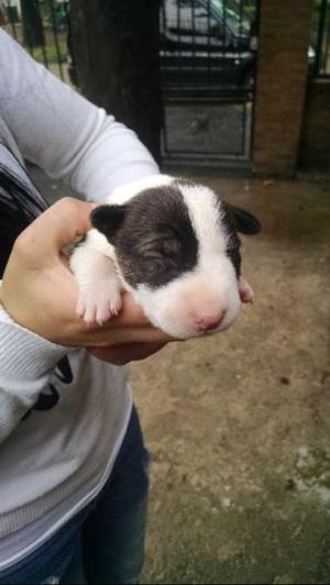 Bull terrier cachorros con fca excelente pedigree