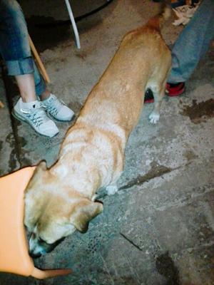 Encontre perrito perdido barrio Sapere