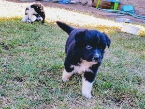 Excelentes cachorros Border Collie!!! Tarjetas. Envíos. Wsp