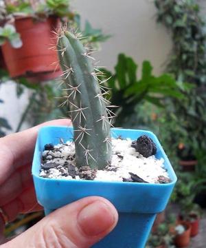 cactus harrisia pomanensis maceta 6