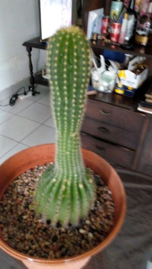 Hermoso cactus grande