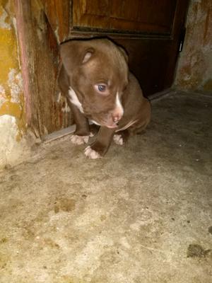 Vendo Perros Pitbull