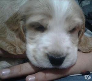 COCKER SPANIEL PUROS