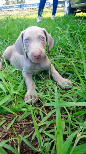 Cachorro Weimaraner