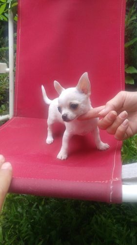 Chihuahuas Machos Super Mini Con Fca
