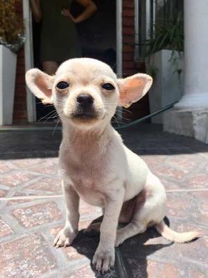 Chihuahuas Minis