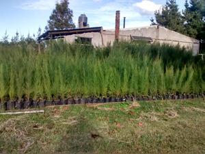 PLANTAS DE CASUARINAS PARA CORTINA O CERCO DE VIENTO