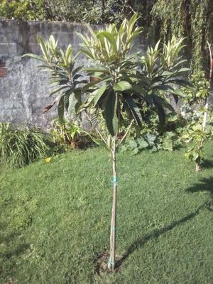 arbol de nispero - 1.80cm alto