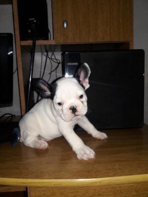 Bulldog frances vaquita macho con fca