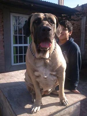 Cachorros fila brasileros