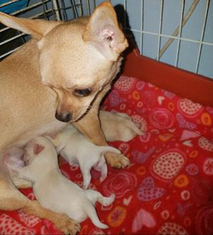 Chihuahuas puro padres con pedigrí