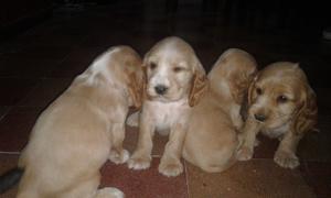 Cocker spaniel puros