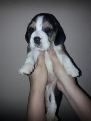 VENDO CACHORROS BEAGLES TRICOLOR