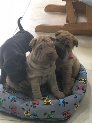 CACHORROS SHAR PEI