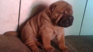 Cachorros Sharpei. Nacidos el 22 de Marzo