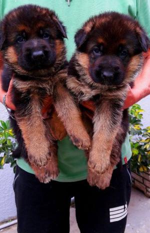 Cachorros ovejeros alemanes de primer nivel.