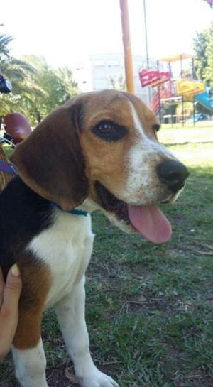 Perro beagle tricolor FCA