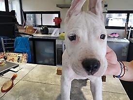 ULTIMA DOGO ARGENTINO HEMBRA