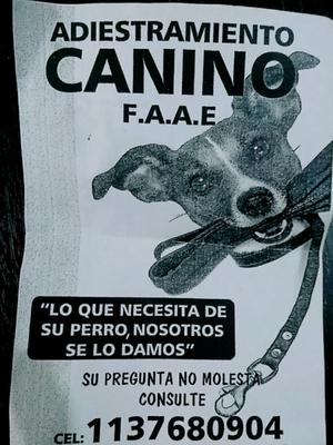 Adiestrador canino.. todas las edades