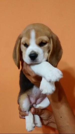 Cachorros beagles tricolor