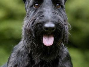 Hermosos Cachorros Scottish